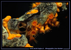 Tubulaires.... Que du bonheur... :O)... by Michel Lonfat 